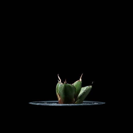 アガベ チタノタ 熊猫 / Agave titanota ‘Panda’ #2