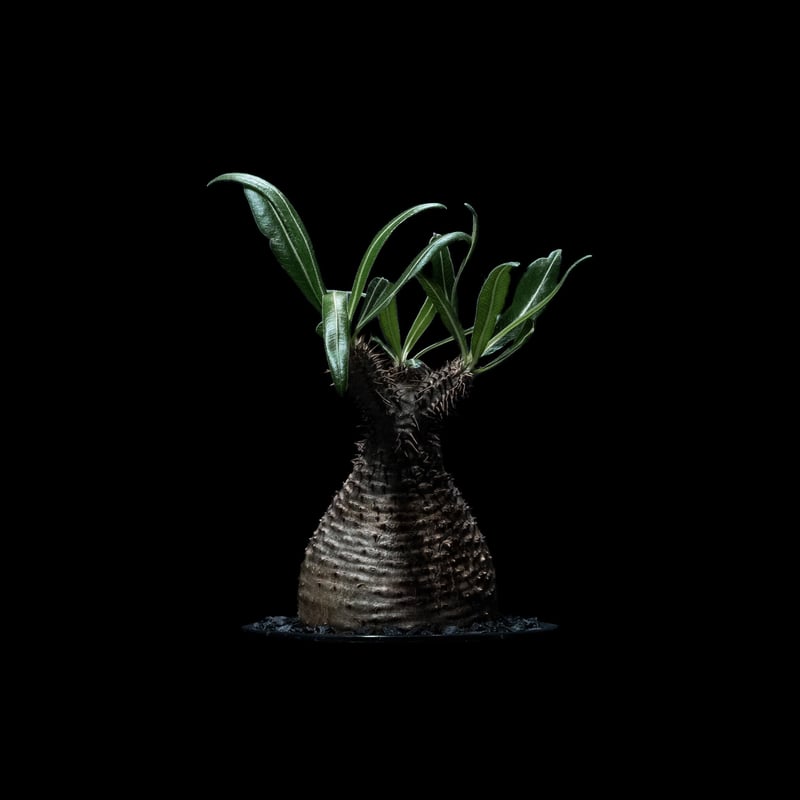 パキポディウム グラキリス / Pachypodium rosulatum var. grac