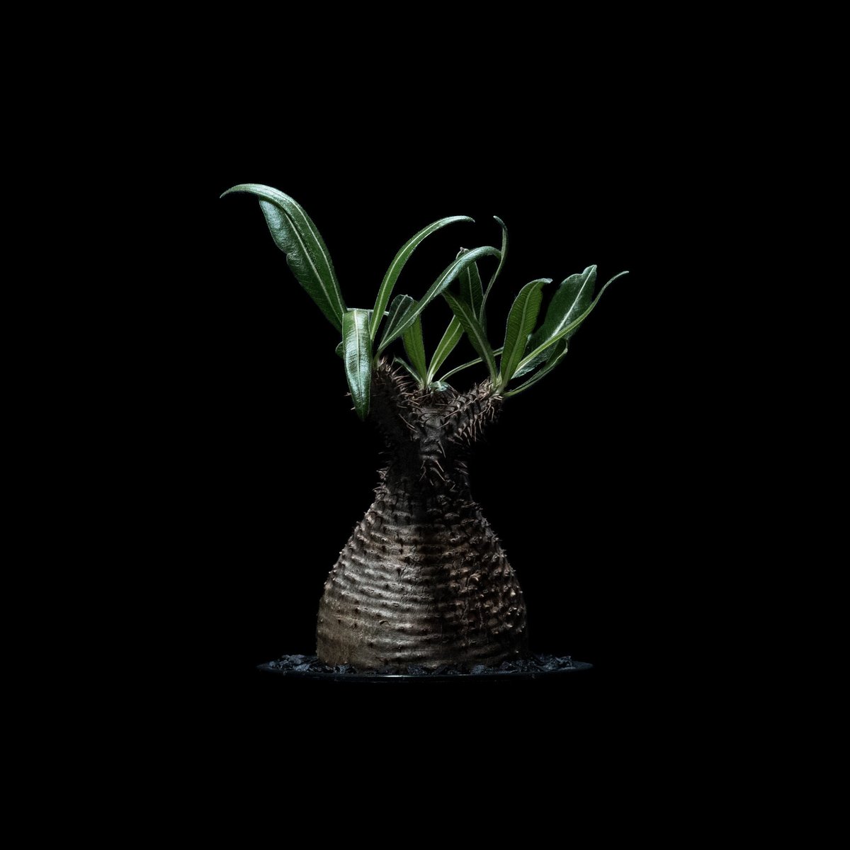 パキポディウム グラキリス / Pachypodium rosulatum var. grac
