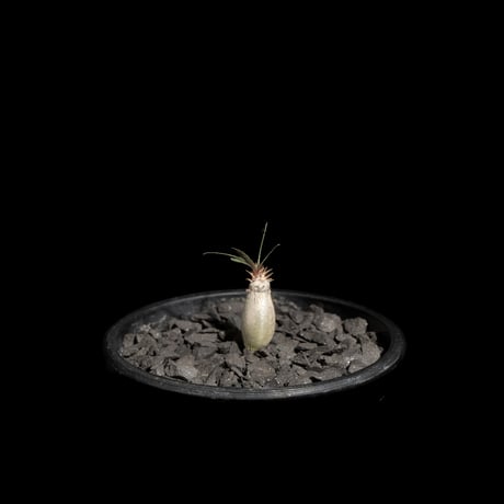 パキポディウム グラキリス / Pachypodium rosulatum var. gracilius #61