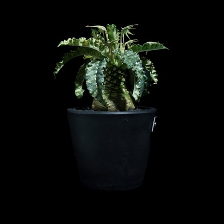 ドルステニア フォエチダ 錦 / Dorstenia foetida f. variegata #1