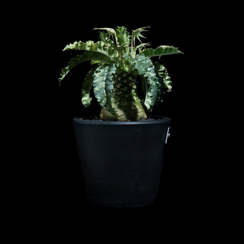 ドルステニア フォエチダ 錦 / Dorstenia foetida f. variegata