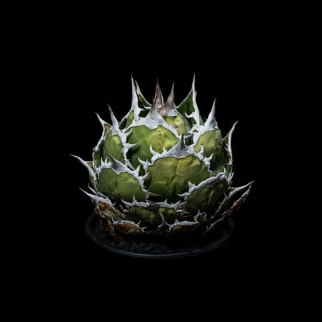 アガベ チタノタ 魚刺 / Agave titanota ‘Fish Spine’ #1