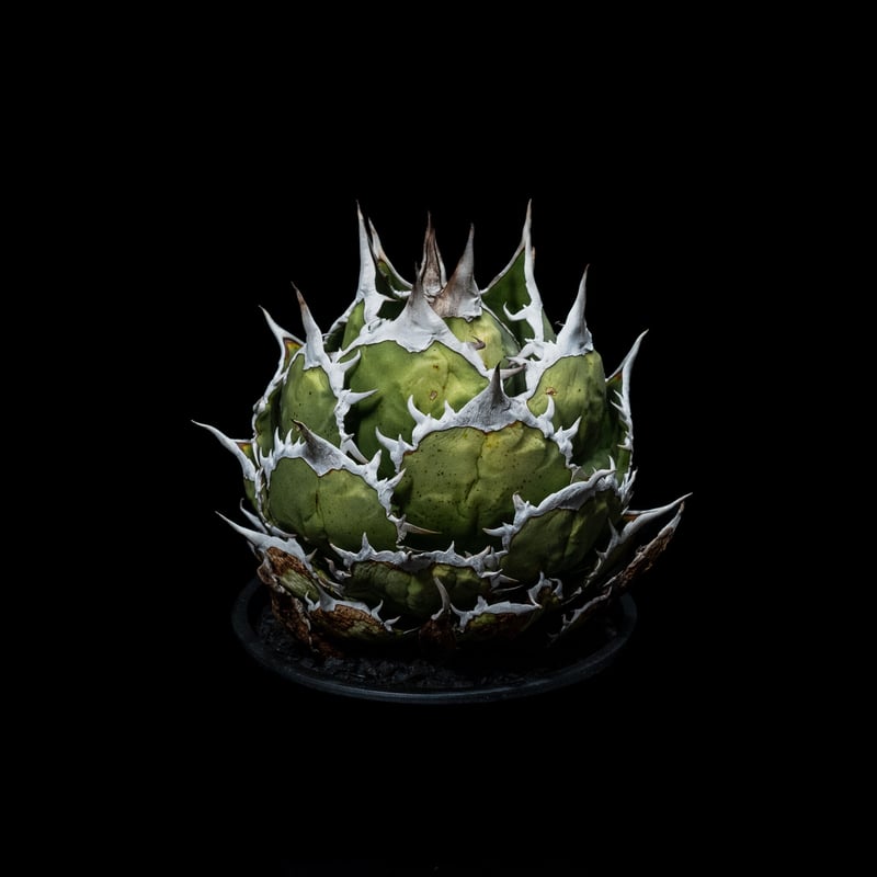 アガベ チタノタ 魚刺 / Agave titanota 'Fish Spine' #1 |