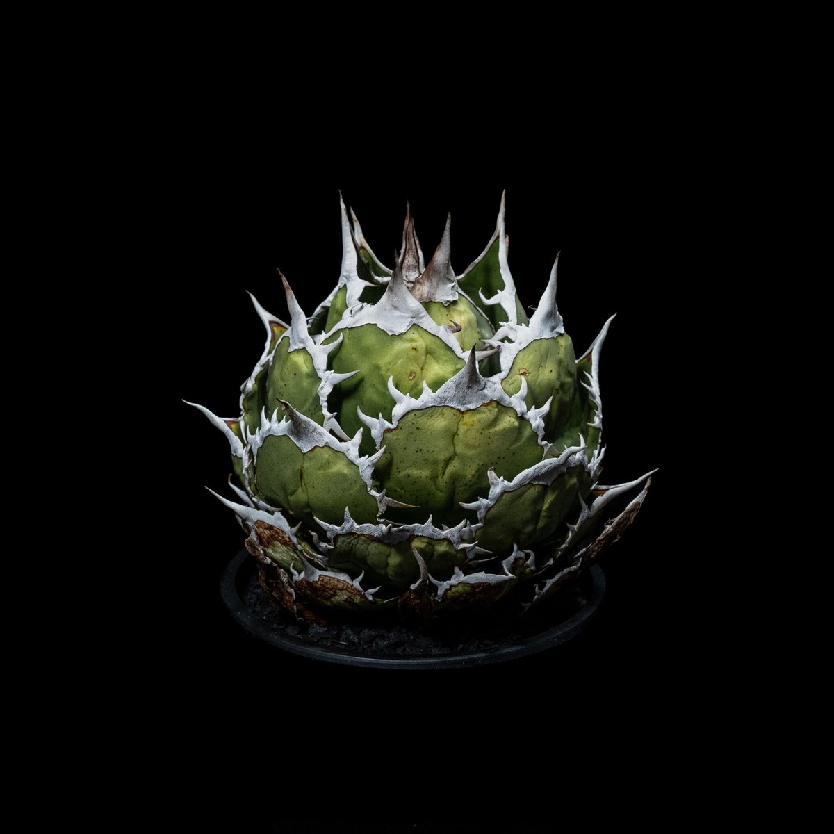 アガベ チタノタ 魚刺 / Agave titanota 'Fish Spine' #1 |