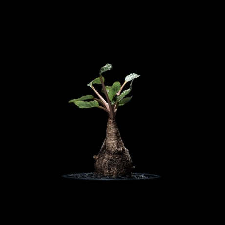 ユーフォルビア ノーザンマダガスカル / Euphorbia sp. nov northernmadagascar #2