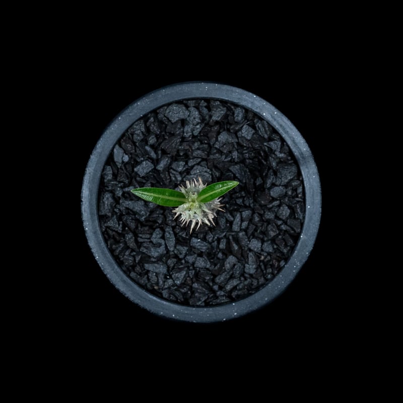 パキポディウム イノピナツム / Pachypodium rosulatum var.inop