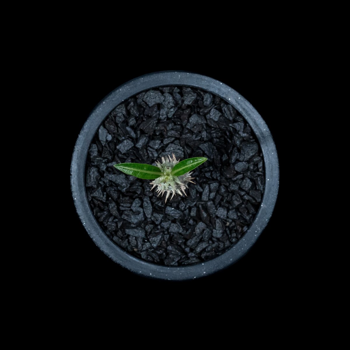 パキポディウムイノピナツム Pachypodium inopinatum 園芸ネット本店｜[ザ・ファームセレクト][送料無料]パキポディウム