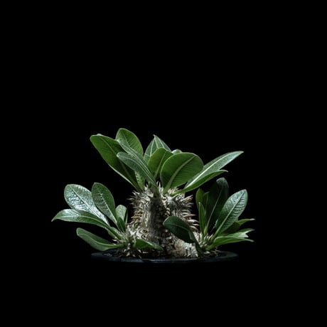 パキポディウム デンシカウレ / Pachypodium densicaule #12