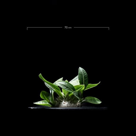 パキポディウム ブレビカウレ / Pachypodium brevicaule