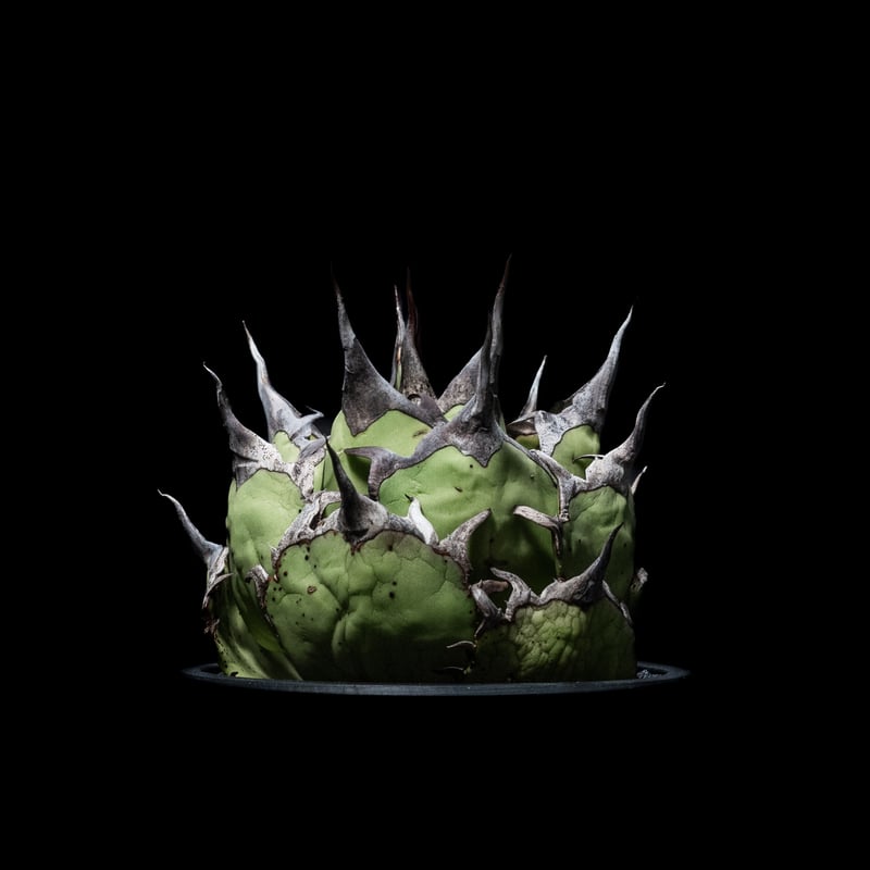 アガベ チタノタ ハデス / Agave titanota 'Hades' #2 | Duck