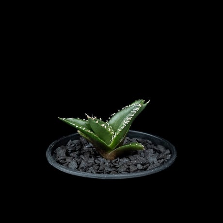 アガベ チタノタ 南アフリカダイヤモンド / Agave titanota ‘South Africa Diamond’ #10