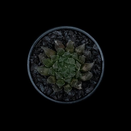 ハオルチア ムラサメ / Haworthia ‘Murasame’