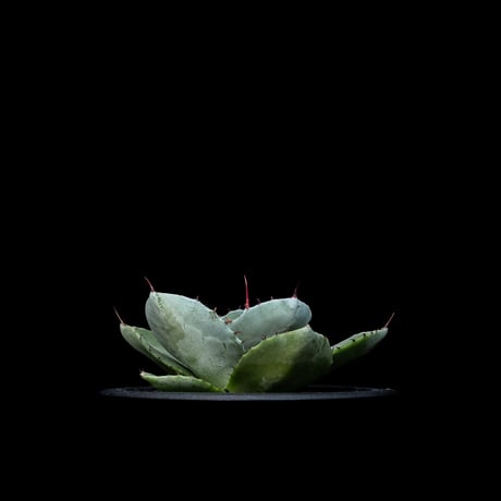 アガベ パリー トルンカータ / Agave parryi var. truncata #7