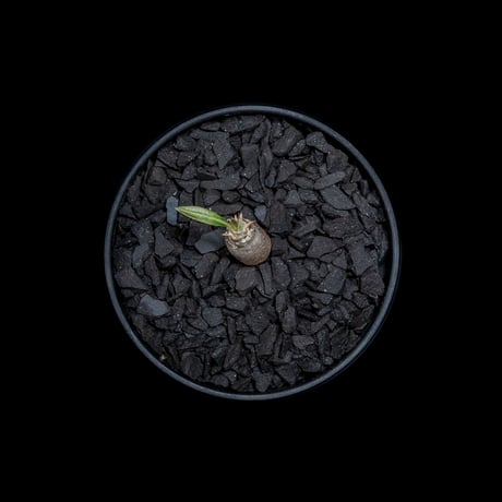 パキポディウム グラキリス / Pachypodium rosulatum var. gracilius #16
