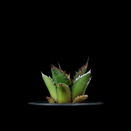 アガベ チタノタ 黒火焔 / Agave titanota ‘Black Fire’ #7