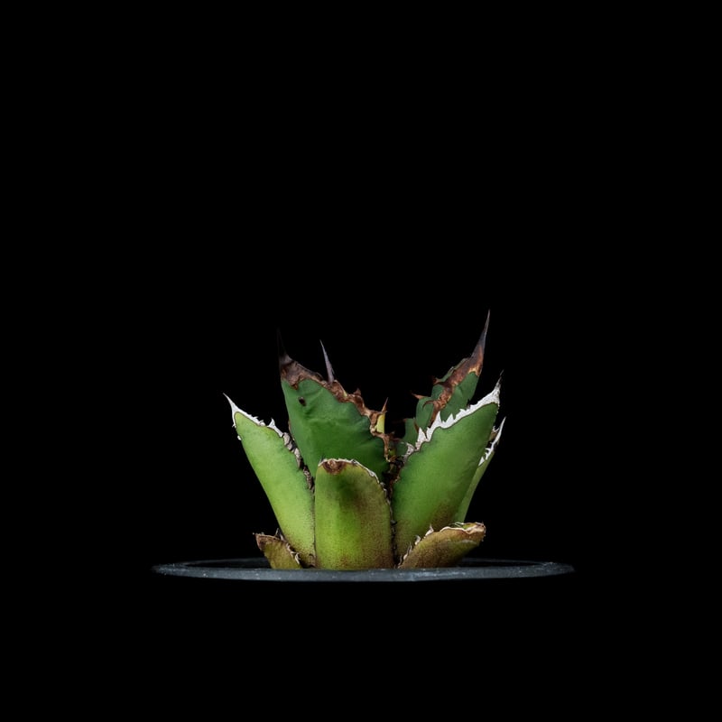 アガベ チタノタ 黒火焔 / Agave titanota 'Black Fire' #7 |