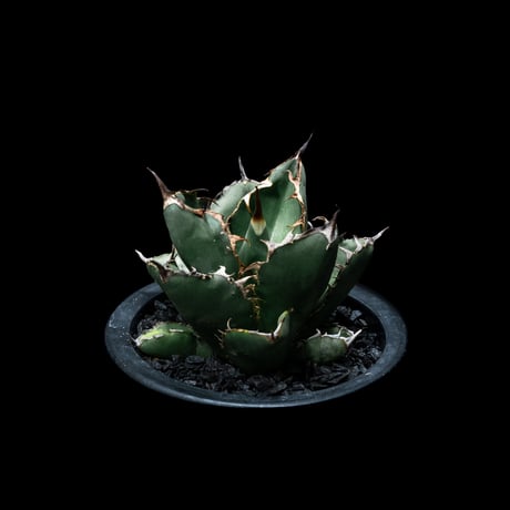 アガベ チタノタ ブラック&ブルー / Agave titanota ‘Black & Blue’ #16