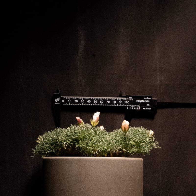 モンソニア ペニクリナム / Monsonia peniculina #2 | Ducks (