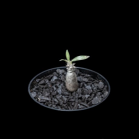 パキポディウム グラキリス / Pachypodium rosulatum var. gracilius #7
