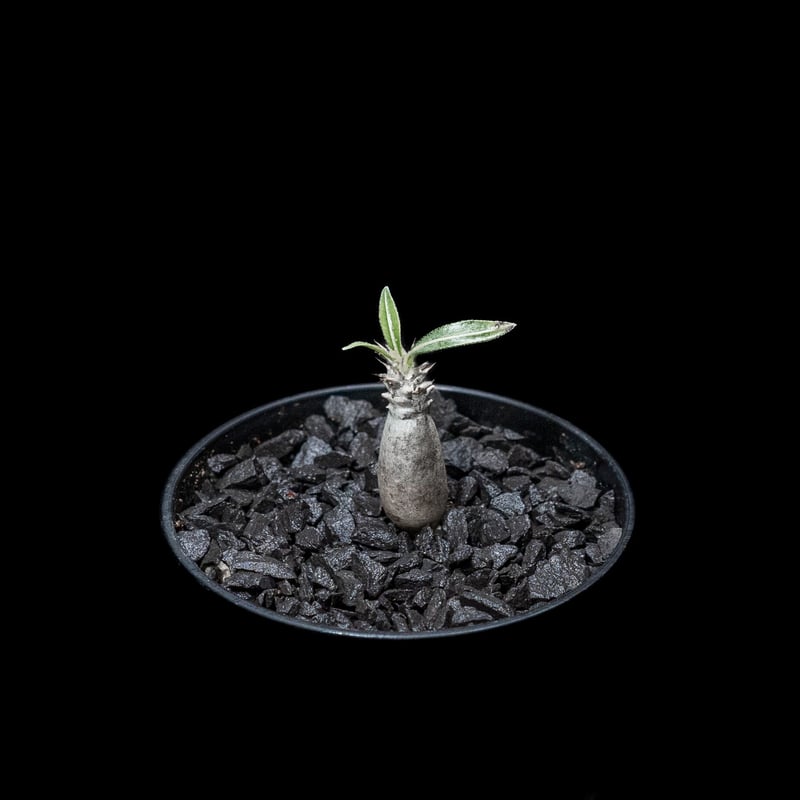 パキポディウム グラキリス / Pachypodium rosulatum var. grac