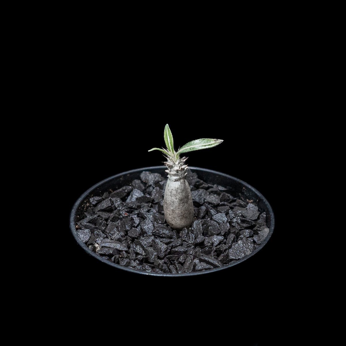 パキポディウム グラキリス / Pachypodium rosulatum var. grac パキポディウム グラキリス / Pachypodium rosulatum var. grac