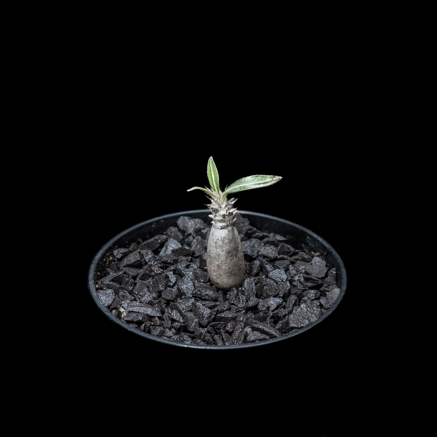 パキポディウム グラキリス / Pachypodium rosulatum var. grac