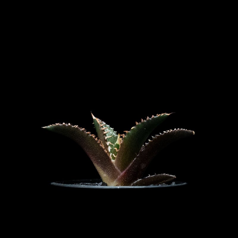 アガベ チタノタ レッド・キャットウィーズル / Agave titanota