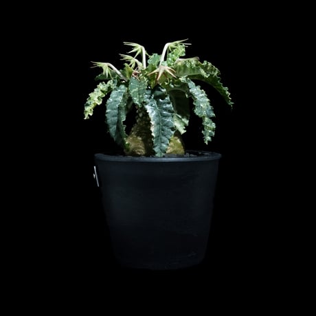 ドルステニア フォエチダ 錦 / Dorstenia foetida f. variegata #1