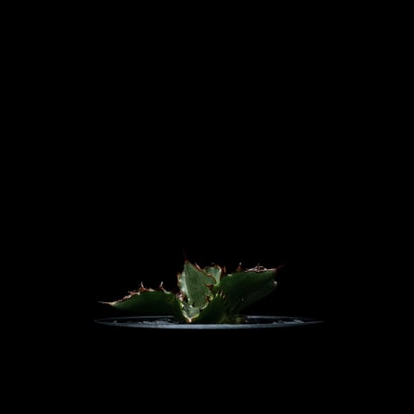 アガベ チタノタ 萬代厳竜 / Agave lophantha × titanota #1