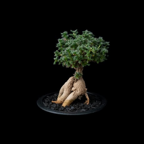 トリコディアデマ ブルボスム / Trichodiadema bulbosum #12