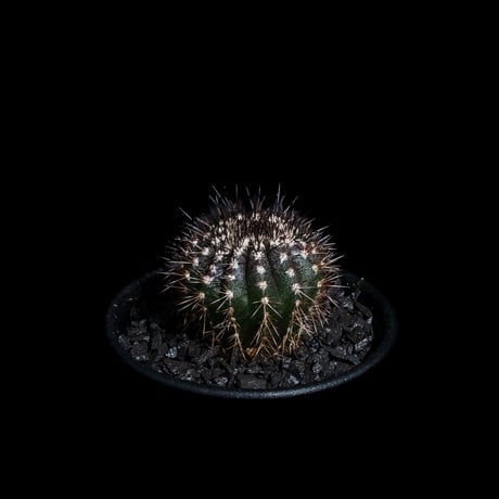 ユーベルマニア ペクチニフェラ / Uebelmannia pectinifera #4