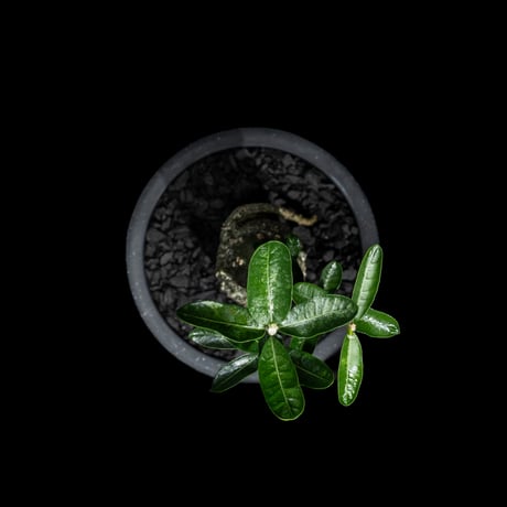 フォッケア エデュリス / Fockea edulis #8