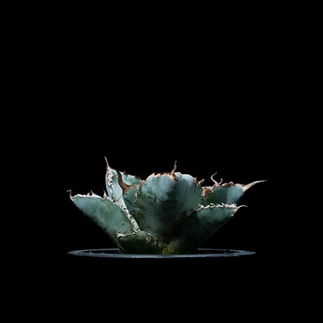 アガベ チタノタ ブラック&ブルー / Agave titanota ‘Black & Blue’ #6