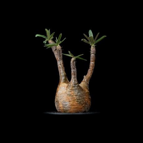 パキポディウム グラキリス / Pachypodium rosulatum var. gracilius #26