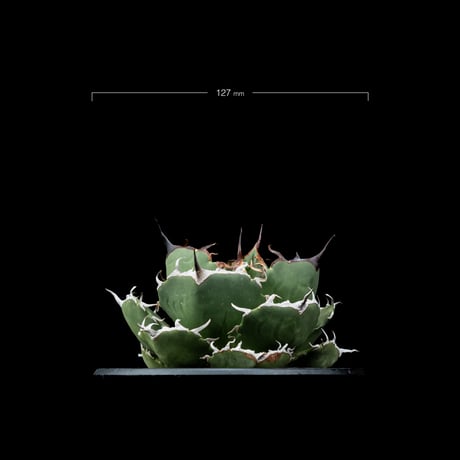 アガベ チタノタ 柊月 / Agave titanota ‘Syūgetsu’ #1