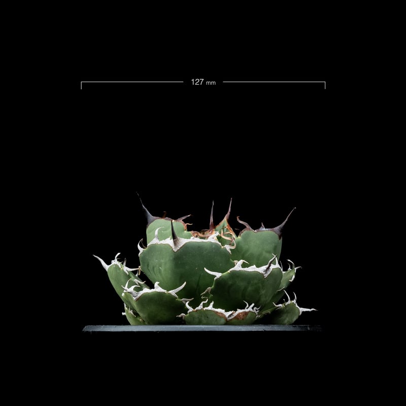 アガベ チタノタ 柊月 / Agave titanota 'Syūgetsu' #1 | Du