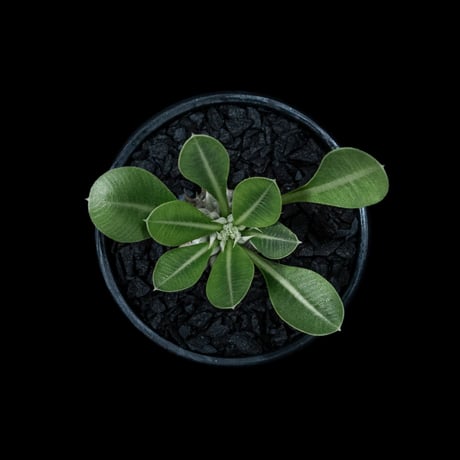 パキポディウム ブレビカリックス / Pachypodium densiflorum var. brevicalyx #1