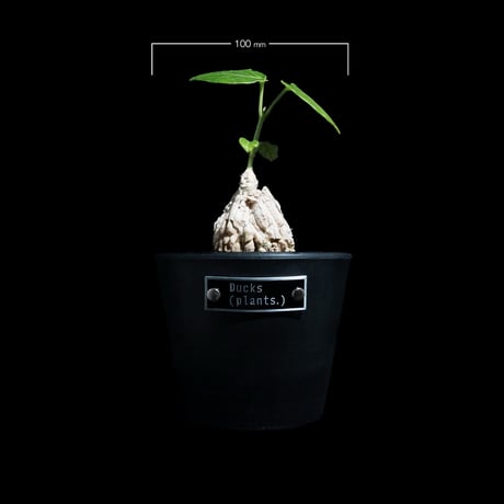 マテレア シクロフィラ / Matelea cyclophylla #6