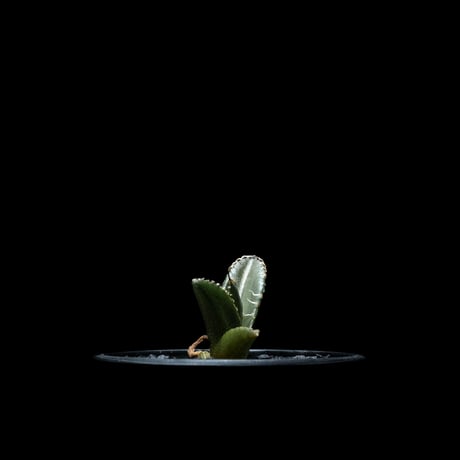 アガベ チタノタ シーザー / Agave titanota ‘Caesar’ #38