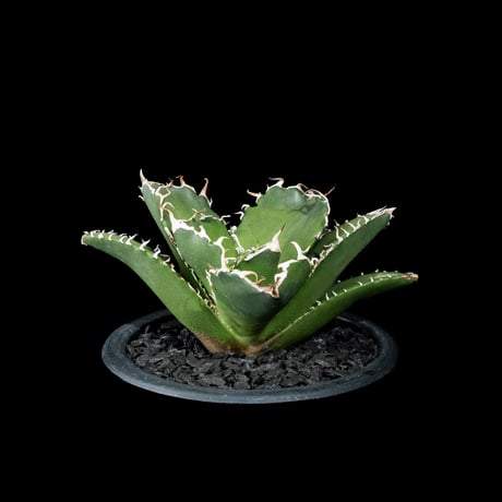 アガベ チタノタ 白鯨 / Agave titanota ‘White Whale’ #91