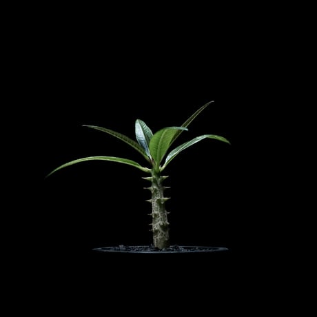 パキポディウム バロニー / Pachypodium baronii #1