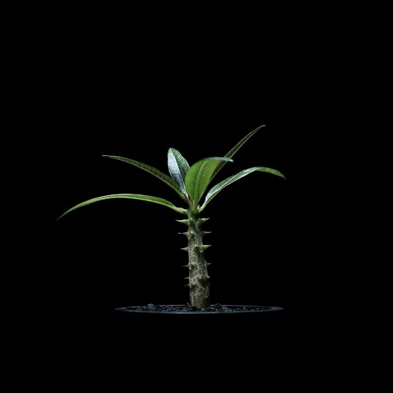 パキポディウム バロニー / Pachypodium baronii #1 | Ducks (