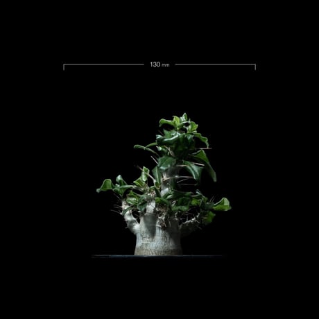 パキポディウム サウンデルシー / Pachypodium saundersii #4