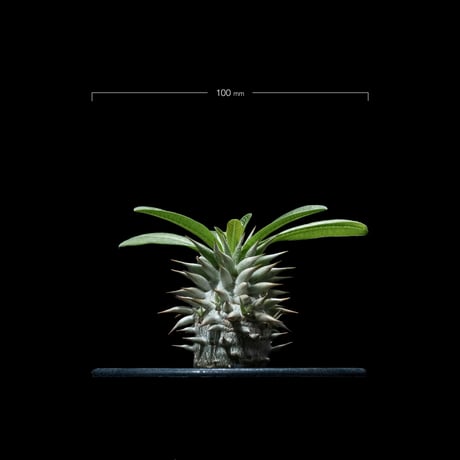 パキポディウム エブレネウム / Pachypodium eburneum #1
