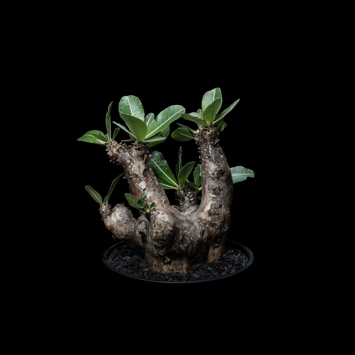 塊根植物　良形　エニグマティクム パキポディウム エニグマティクム / Pachypodium enigmaticum #1