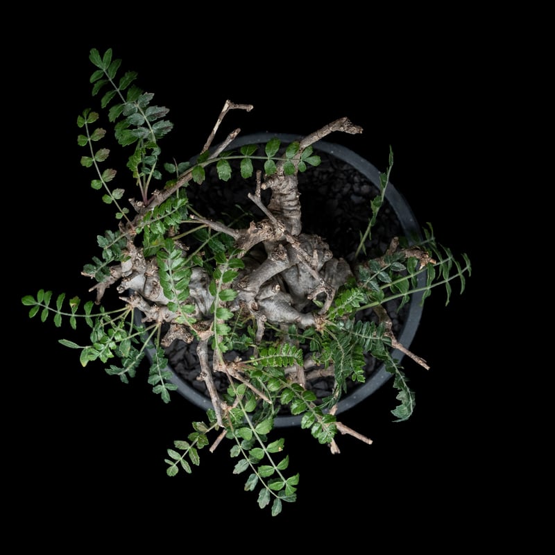 ボスウェリア ネグレクタ / Boswellia neglecta #1 | Ducks (