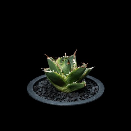 アガベ チタノタ ナンバーワン錦 / Agave titanota ‘No.1 Nishiki’ #1