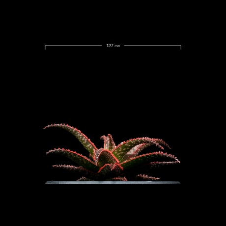 アロエ クリスマスキャロル / Aloe ‘Chiristmas Carol’ #1