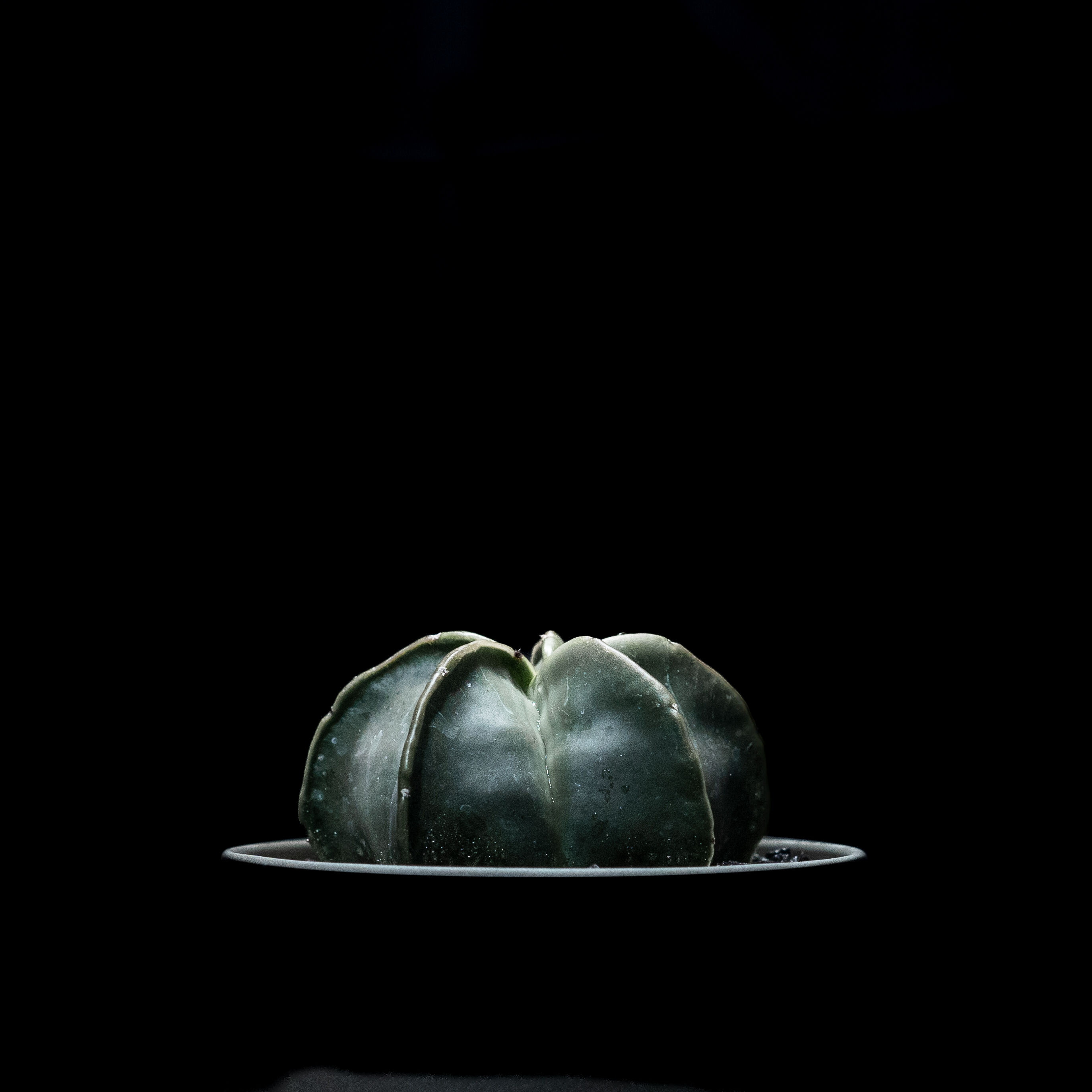 アストロフィツム 碧瑠璃鸞鳳玉 / Astrophytum myriostigma var.